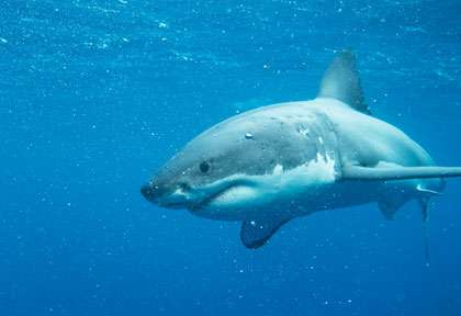 Requin blanc en Australie