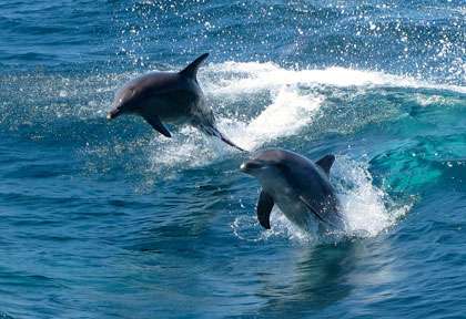 Rencontre avec les dauphins d’Australie