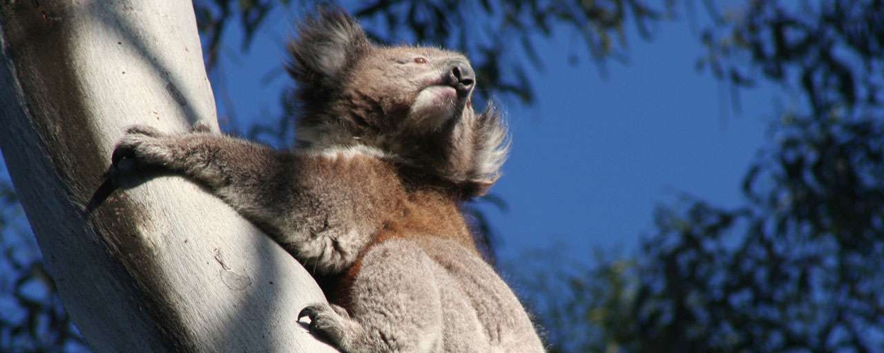 Koala dans les Blue Moutains