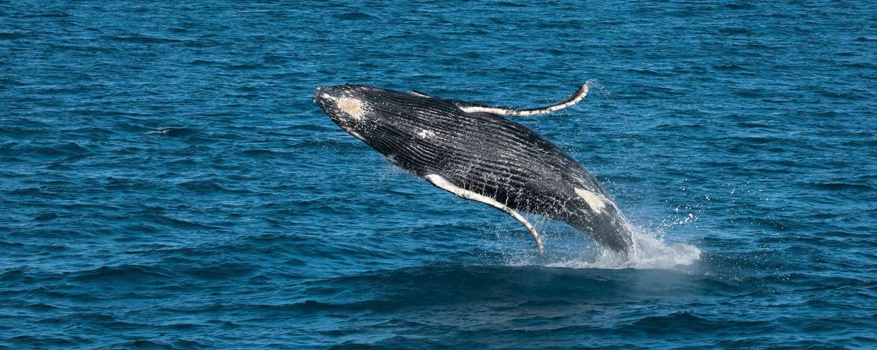 Baleine à bosse - K’gari Fraser Island