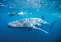 Requin-baleine à Ningaloo Reef