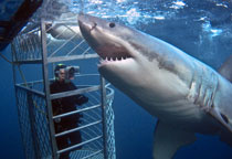 Obervation des requins blancs en Australie