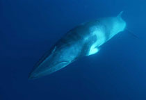 La Baleine de Minke au large de Cairns