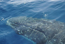 Baleine à bosse sous un bateau en Australie