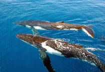Couple de baleines à bosse en Australie