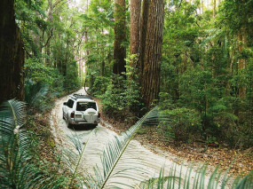 Australie - Queensland - Autotour Fraser Coast et Sunshine Coast - Fraser Island © Tourism Queensland, Alan Jensen