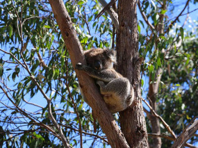 Australie - Adelaide - PureSa Tours - À la rencontre des koalas au Morialta Conservation Park