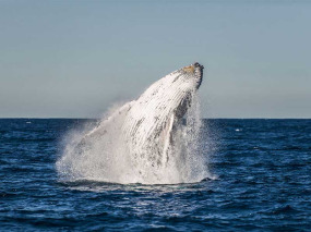 Australie - Queensland - Nager avec les baleines à Mooloolaba