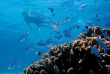 Australie - Exmouth - Sal Salis Ningaloo Reef