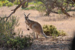 Australie - Gawler Ranges Wilderness Safaris