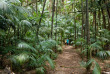 Australie - Lord Howe Island - Arajilla Lodge - Forêt Kentia 