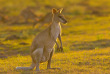 Australie - Northern Territory - Safari camping à Kakadu et Litchfield - Plaine de Mary River
