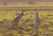 Australie - Northern Territory - Safari Kakadu, Arhemland, Katherine