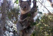 Australie - Adelaide - Circuit 2j/2n à Kandaroo Island - Koala