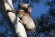 Australie - Sydney - Excursion Wildlife - Koala