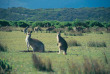 Australie -Victoria - Excursion à Wilson's Promontory, kangourous