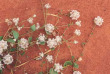 Australie - Western Australia - Fleurs du désert