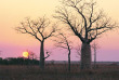 Australie - Western Australia - Kimberley - Baobabs