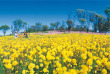 Australie - Western Australia - Fleurs sauvages au printemps