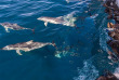 Australie - Adelaide - Excursion Observation et baignade avec les dauphins