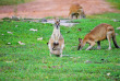 Australie - Arnhem Land - Davidson's Arnhemland Safaris - Mt Borradaile
