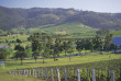 Australie - Circuit La routes des vins australiens - Hunter Valley © Destination NSW