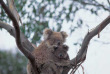 Australie - Kangaroo Island - Hanson Bay Wildlife Sanctuary © South Australia Tourism Commission