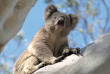 Australie - Circuit Australie spectaculaire - Kangaroo Island  © SATC