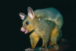 Australie - Circuit Au diapason de la nature - Brushtail Possum © Mike Gebicki