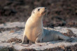 Australie - Kangaroo Island - Hanson Bay Wildlife Sanctuary © South Australia Tourism Commission
