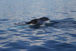 Australie - Hervey Bay - Excursion Observation des baleines