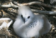 Australie - Queensland - Lady Elliot Island - Jeunes oiseaux © Tourism & Events Queensland