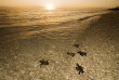 Australie - Queensland - Lady Elliot Island - Naissance des tortues en saison  © Tourism & Events Queensland