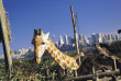 Australie - New South Wales - Sydney - Taronga Zoo 