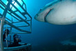 Australie - Croisière Plongée avec les Grands Requins Blancs © Rodney Fox Shark Expeditions