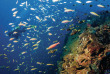 Australie - Queensland - Croisières plongée Mike Ball © TE Queensland