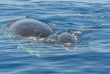 Australie - Port Douglas - Thala Beach Nature Reserve - Baleine ©Robert Prettejohn