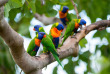 Australie - Port Douglas - Thala Beach Nature Reserve - Oiseau Lorikeets