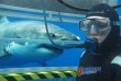Australie - Port Lincoln - Plongée en cage avec les requins