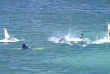 Australie - Port Lincoln - Nager avec les lions de mer