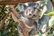 Australie - Brisbane - Mirimar Cruises - Excursion Lone Pine koala Sanctuary inclus croisière © Tourism And Events Queensland