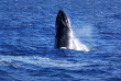 Australie - Brisbane - Observation des baleines