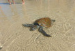 Australie - Rainbow Beach - Excursion Turtle Kayak - Epic Ocean Adventures 