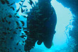Australie - Queensland - Iles Whitsundays - Croisière 100 % plongée à bord du Kiana