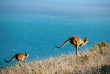 Australie - Australie du Sud - Fleurieu Peninsula - Deep Creek National Park