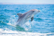 Australie - South Australia - Kangaroo island - KI Ocean Safari - croisière Nage avec les dauphins