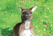 Australie - Australie du Sud - Kangaroo island - Sealink Excursion à la journée au départ de Kangaroo Island