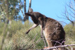 Australie - South Australia - Flinders Ranges - Wilpena Pound