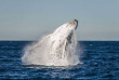 Australie - Queensland - Nager avec les baleines à Mooloolaba