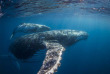 Australie - Queensland - Croisière Nager avec les baleines à Mooloolaba